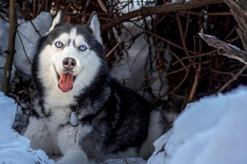 Cheerful Siberian husky dog with blue eyes in winter forest. Copy space.