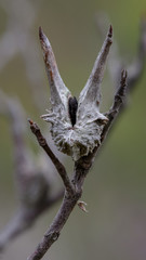 Horned seed pod of Mountain Devil (Lambertia formosa) where its name is derived from - small shrub endemic to NSW