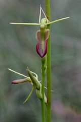 Large Tongue Orchid (Cryptostylis subulata) - endemic to south-east Australia