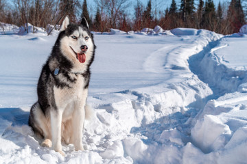 Cheerful Siberian husky dog with blue eyes in winter sunny field and forest. Copy space.