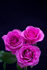 3本のローズピンクのバラ