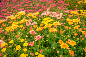 beautiful field of cosmos flower background