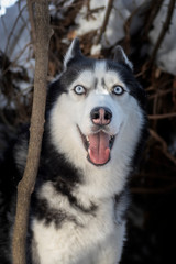 Cheerful smiling Siberian husky dog with blue eyes and open mouth in winter cold forest.