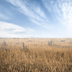 Fototapeta premium autumn fields