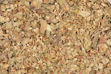Origano