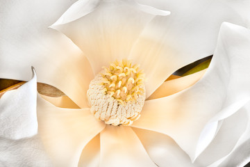 Magnolia stigma with carpels, stamens and  white petals bloomed