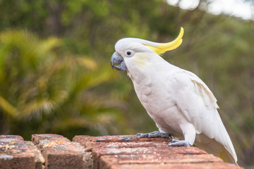 Yellow-Crested Cockatoo on brick wall 2