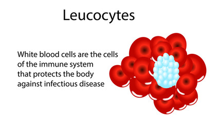 Circulation of erythrocytes, leukocytes and platelets in plasma.