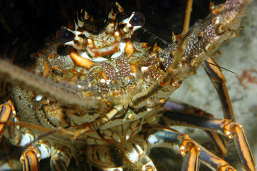 Underwater Live Lobster