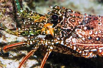 Underwater Live Lobster