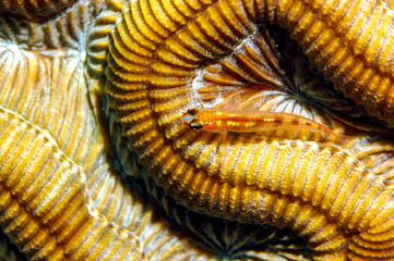 Small Yellow See-through Fish with big Eyes on Brain Coral 1