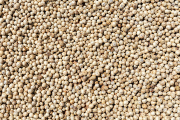 asian white peppercorns drying in the sun