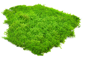green moss is isolated on a white background.