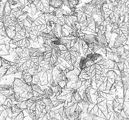  Graphic black and white stylized  floral background  with leafs of  ivy for web design