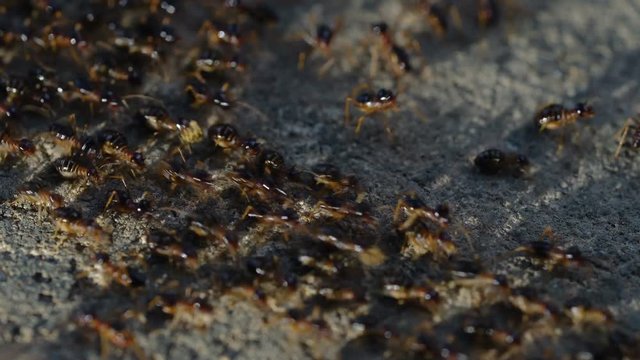 Macro shoot of a group of termites walking on the ground in the jungle.