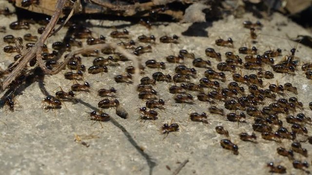 Macro shoot of a group of termites walking on the ground in the jungle.