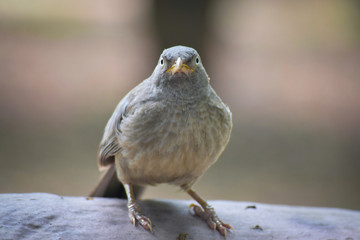 eye contact with bird with blur background