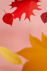 Leaves of paper fall red, orange, yellow leaf fall. Pink background.