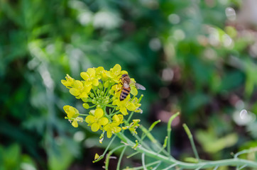 Bee On Flower