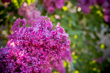 Obraz premium lilac flowers with green leaves in sunny spring day.Lilac blooms. A beautiful bunch of lilac closeup.Flowering. Lilac Bush Bloom. flowers in the garden. Selective focus. Copy space