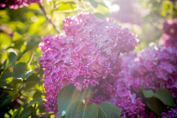 lilac flowers with green leaves in sunny spring day.Lilac blooms. A beautiful bunch of lilac closeup.Flowering. Lilac Bush Bloom. flowers in the garden. Selective focus. Copy space