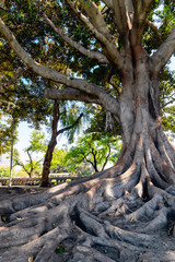 Fototapeta na wymiar Tree roots, Moreton Bay Fig, Los Angeles, California