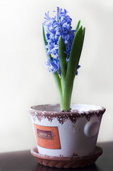 Hyacinth in a vintage pot
