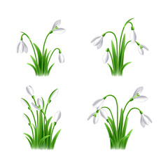 First spring flowers called snowdrop vector set