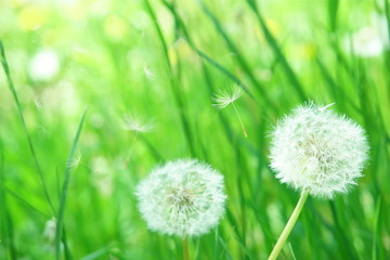 春の花　タンポポ