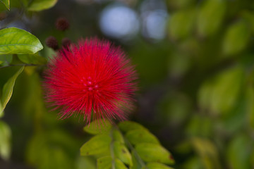  An evergreen woody shrub with bright red flowers, Calliandra californica  or Baja Fairy Duster