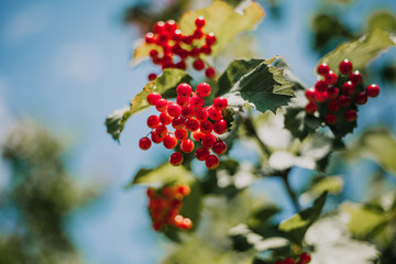 Yellow and red viburnum weighs on branch with green leaves