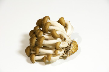 きのこのシメジ