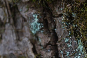 forest
