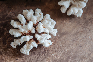  White coral for home decorating on wood table