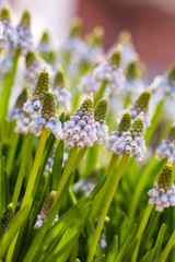 bright muscari flowers