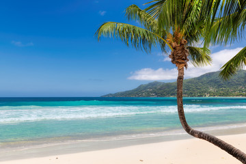 Tropical beach with coco palm in Beau Vallon Beach, Mahe, Seychelles. 