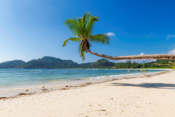 Exotic sandy beach with coconut palms and the tropical sea on Seychelles 