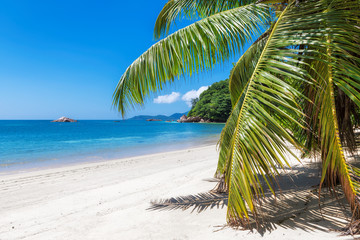 Obraz na płótnie Canvas Caribbean sunny beach with palm on white sand and the turquoise sea on Jamaica Caribbean island.