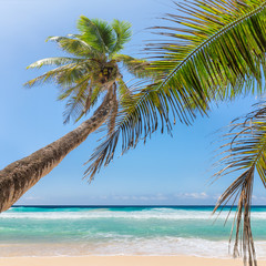 Coco palms on paradise beach. Summer vacation and travel concept.  
