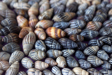Nassa reticulata - shellfish, seashells, sea background