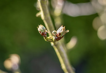 Blütenknospen