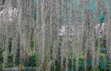 Tillandsia usneoides or spanish moss in the garden.