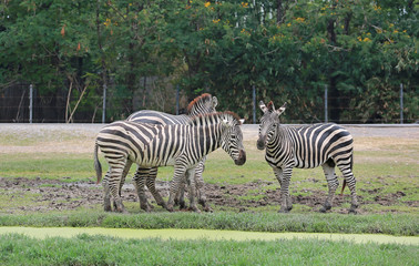 Fototapeta na wymiar Group of Zebras eating grass in the zoo. 