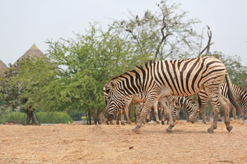 Fototapeta na wymiar Portrait of zebra in thailand zoo. 