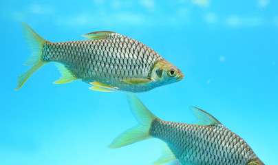 Silver barb swimming in water - fish in aquarium with copy space. 