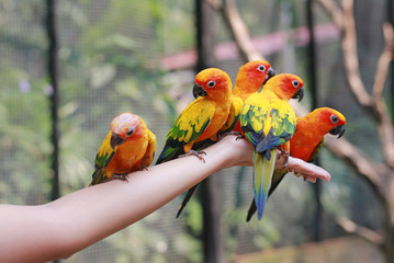 Colorful sun conure parrots eating food on people hand. 