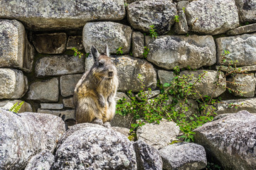 Fototapeta premium Mountain Lagidium on the ancient stone wall