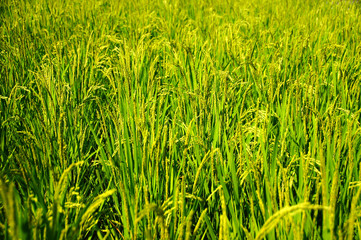 元気に成長している田んぼの稲