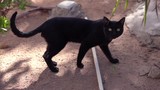 Smooth coated black cat says meow in slow motion