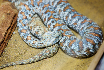 Turan blunt-nosed viper. This is a large snake, the length of its body is usually about 100 cm (up to 2 meters with a weight of 3 kg). Head very large, broad, muzzle rounded, the pupil of the eye vert